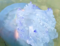 Самую опасную медузу Черного моря обнаружили у берегов Сочи