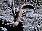 Турецкий экзотический геккон прижился в Сочи