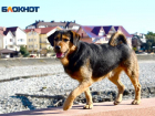 Сочинка пожаловалась Бастрыкину на выгул собак на территории военного мемориала 