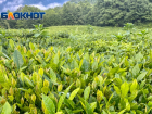 Сочинских чаеводов обязали вернуть 101 гектар хозяйственных земель