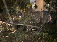 Огромное дерево рухнуло на припаркованные машины в Сочи