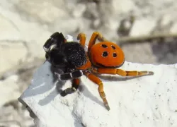 Лучистый тарантул начал весеннюю активность в Национальном парке Сочи 