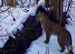 Центр восстановления леопардов на Кавказе показал тренировочную охоту большой кошки