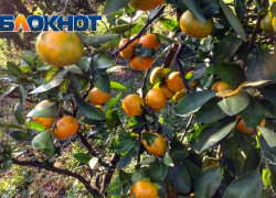 Из-за долгих весенних холодов в Сочи снизился урожай мандаринов