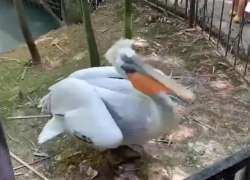 Туристы издевались над пеликанами в Сочи