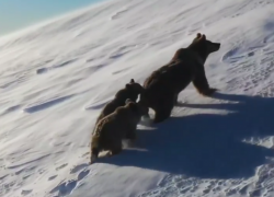 Медвежья семья попала на видео в горах Сочи