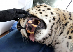 Стоматологическую операцию провели девятилетнему леопарду в Сочи