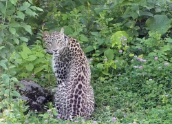 Леопарды из Сочи поймали первую крупную добычу в дикой природе