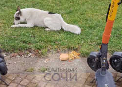Когда кость вкуснее бургера: трапеза сочинского пса попала на видео