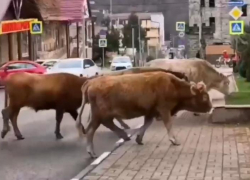 Крупнорогатый скот атаковал улицы Красной Поляны