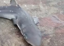 Сочинские рыбаки поймали в Черном море акулу