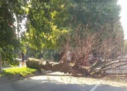 Огромное дерево рухнуло на проезжую часть в Сочи
