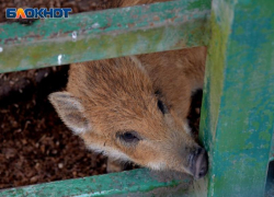 В лесу Сочи обнаружили браконьерскую ловушку для животных