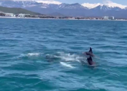 Брачные игры дельфинов в Сочи попали на видео