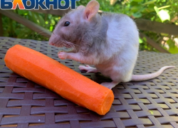 Ждём морковь по триста: реакция жителей Сочи на высокие цены в продуктовых магазинах