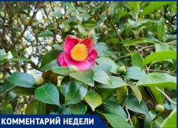 Специалист нацпарка рассказала всю правду о цветении камелии в декабре