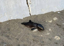 Сочинка обнаружила труп дельфина на центральном пляже