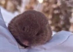 Лыжница нашла мышь на курорте «Газпром» в Сочи