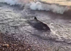 Прохожий обнаружил труп дельфиненка на центральном пляже в Сочи