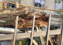 Упавшее дерево в Сочи повредило газовую трубу 