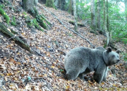 Медведь Кавказского заповедника попал в фотоловушку 
