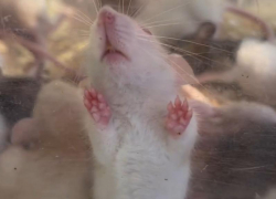 Живодеры в Сочи держат крыс на жаре в стеклянном аквариуме 