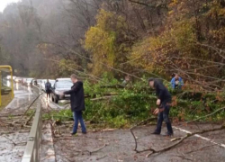 Упавшее дерево парализовало движение на дороге в Сочи