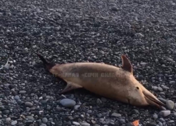 Мертвый дельфин был обнаружен на одном из пляжей Сочи 