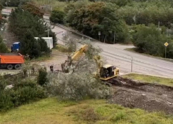 Сочинцев возмутила вырубка деревьев из-за строительства пешеходного маршрута в Красной Поляне