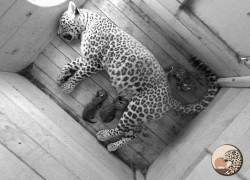 Первые кадры детёнышей сочинских леопардов Алоуса и Черри попали на видео 