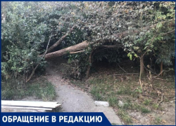 Городские службы неделю не убирают поваленное дерево в жилом районе Сочи