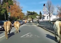 Стадо коров заблокировали движение автомобилей в Сочи 