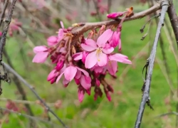 В Национальном парке Сочи распустились цветы сакуры 