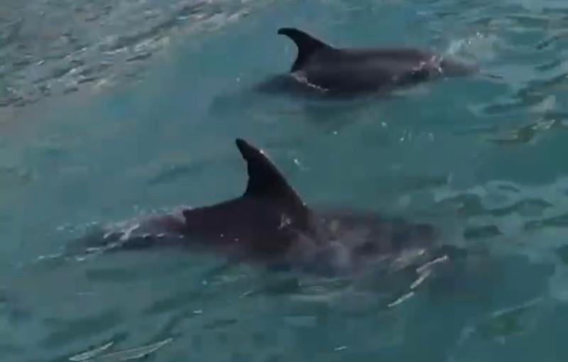 У берегов Сочи заметили играющих дельфинов