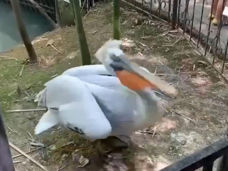 Туристы издевались над пеликанами в Сочи