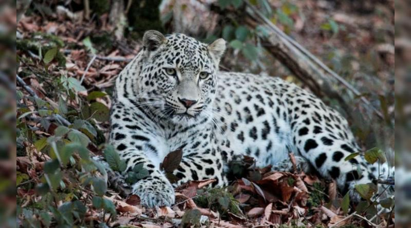 За 5 лет погибло 4 редких леопарда  — один из них убит браконьерами в Абхазии