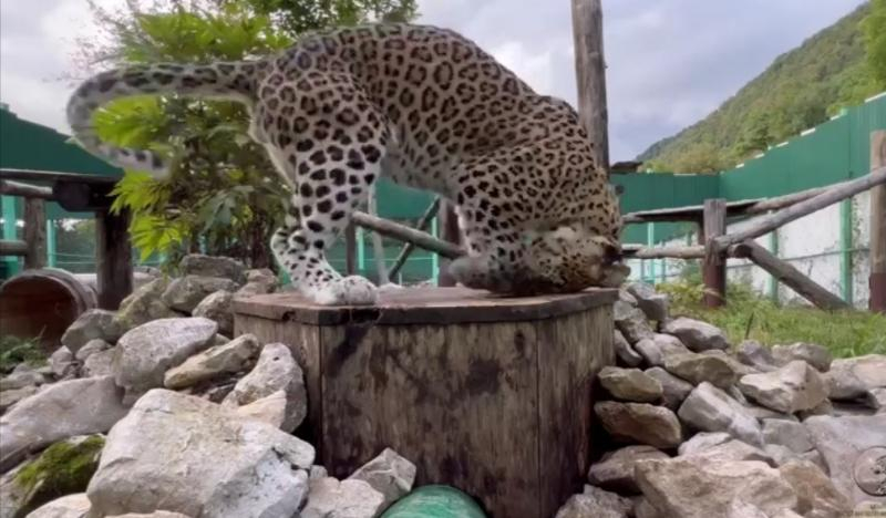 Процесс подготовки сочинских леопардов к самостоятельной охоте попал на видео