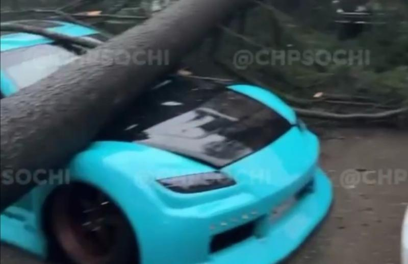 Сильный ветер повалил огромное дерево на автомобиль в Сочи