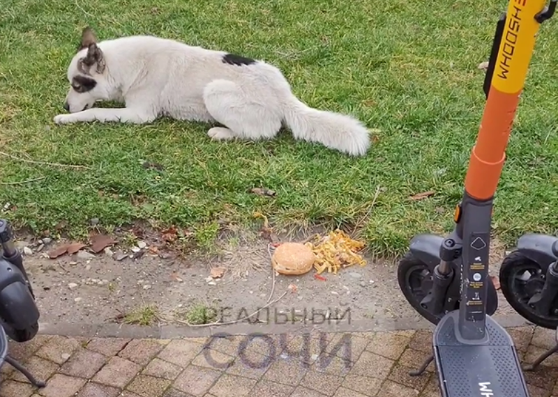 Когда кость вкуснее бургера: трапеза сочинского пса попала на видео