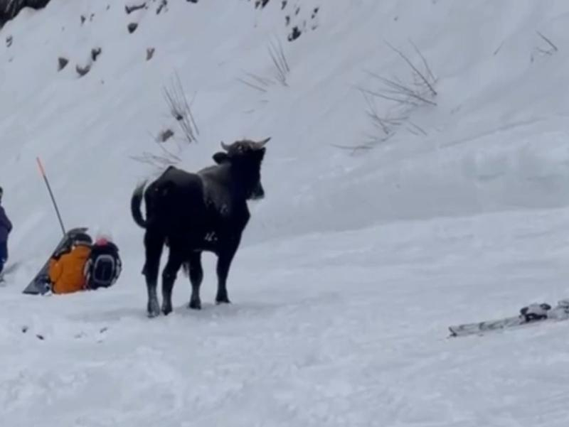 Сочинский бык-лыжник возвращен своему владельцу