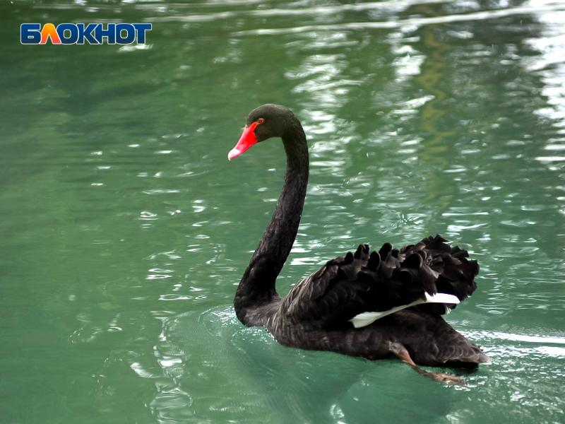 Семья черных лебедей в сочинском парке «Дендрарий» обзавелась потомством