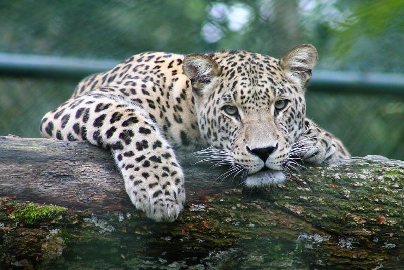 Трех краснокнижных леопардов из Сочи выпустят в дикую природу