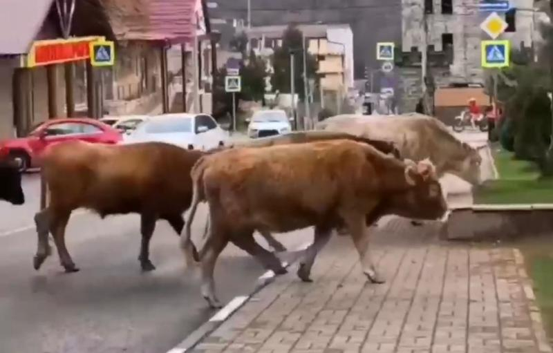 Крупнорогатый скот атаковал улицы Красной Поляны