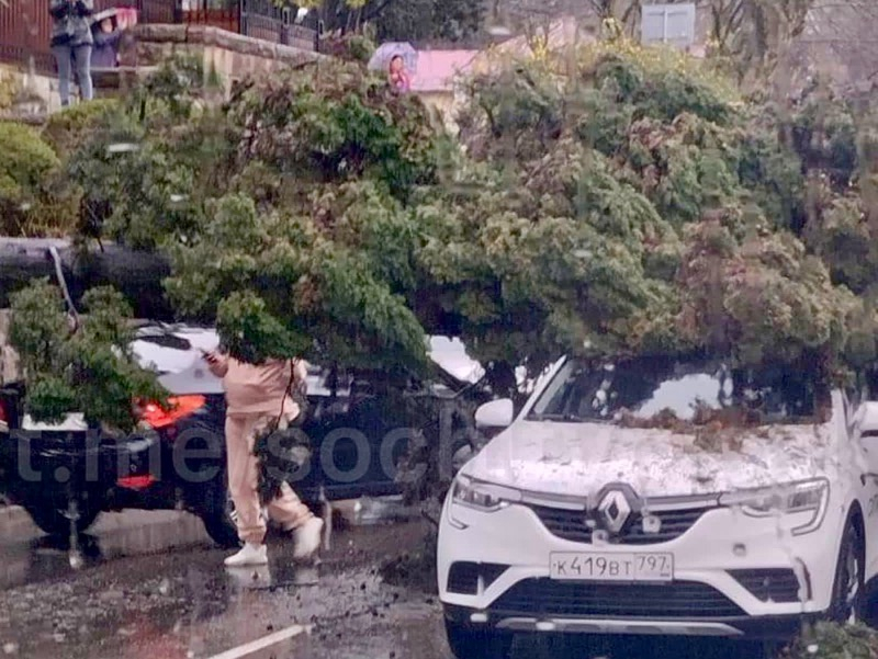 Огромное дерево рухнуло на проезжающую машину в центре Сочи