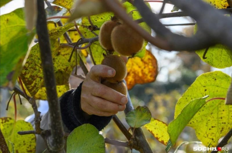Садоводы в Сочи начали сбор урожая киви