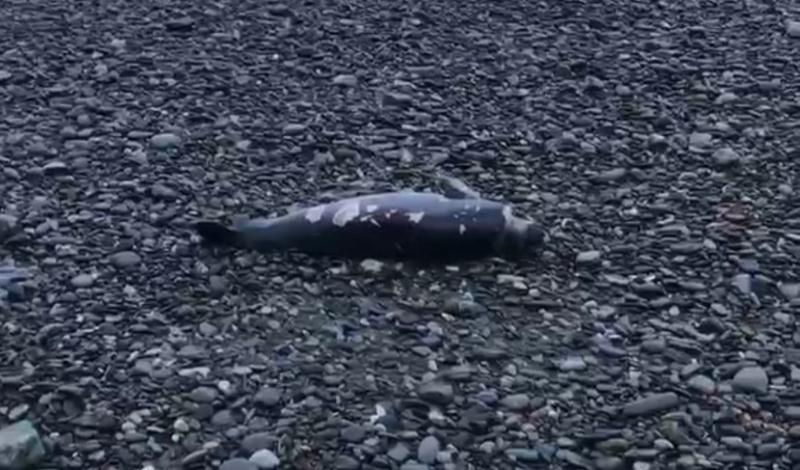 В Лазаревском районе шторм выбросил на берег мертвого дельфина