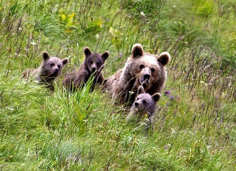 Уникальное видео прогулки медведя по Красной Поляне попало в сеть