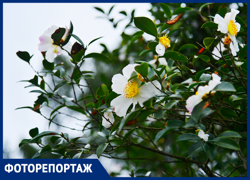 В парке Сочи началось одновременное цветение весенних и зимних растений