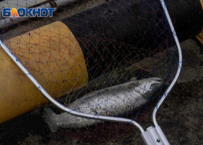 Пять браконьеров ловили рыбу сетью в сочинской реке