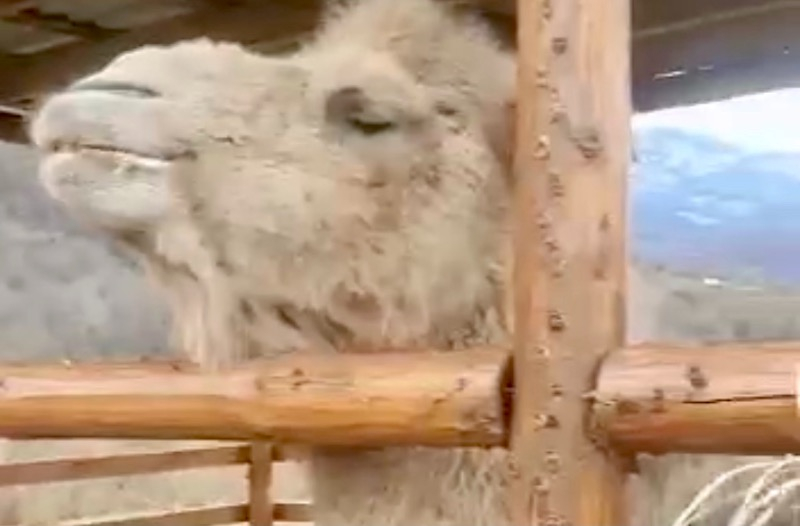 Верблюд Кеша из заброшенного Сафари-парка нашёлся в сочинском селе Ахштырь